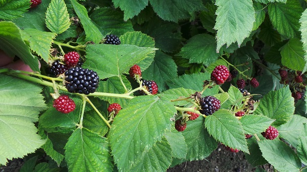Brombeeren am Zweig